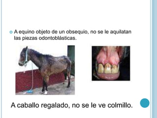 A equino objeto de un obsequio, no se le aquilatan las piezas odontoblásticas.A caballo regalado, no se le ve colmillo.