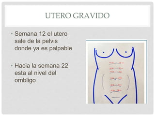 UTERO GRAVIDO
• Semana 12 el utero
sale de la pelvis
donde ya es palpable
• Hacia la semana 22
esta al nivel del
ombligo
 