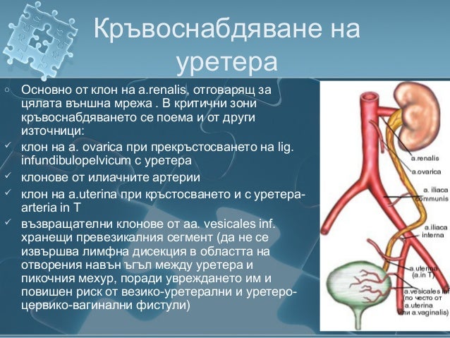 Лапароскопска анатомия на тазовия уретер