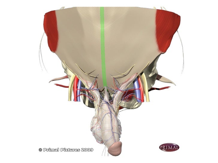 Laparoscopic groin hernia repair anatomy & technique