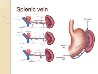 Anatomy and physiology of spleen and laparoscopic management of splenic ...