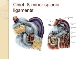 Splenic F Anatomy and physiology of spleen and laparoscopic management of splenic ...
