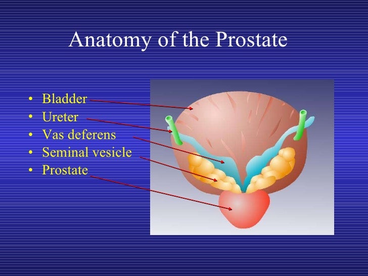 Laparoscopic Prostatectomy Intra and Extraperitoneal Techniques