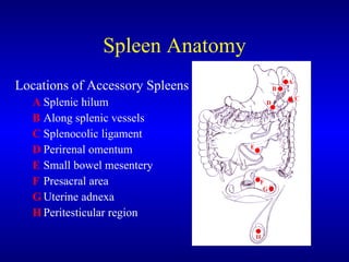 Spleen Anatomy Locations of Accessory Spleens A Splenic hilum B Along splenic vessels C Splenocolic ligament D Perirenal omentum E Small bowel mesentery F Presacral area G Uterine adnexa H Peritesticular region 