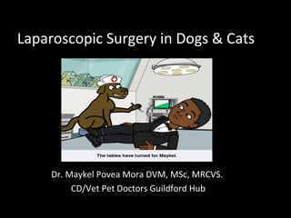 Laparoscopic Surgery in Dogs & Cats
Dr. Maykel Povea Mora DVM, MSc, MRCVS.
CD/Vet Pet Doctors Guildford Hub
 