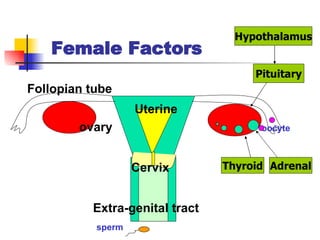 Female Factors Follopian tube Uterine  ovary  oocyte Cervix Extra-genital tract sperm Hypothalamus Pituitary Thyroid Adrenal 