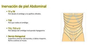 • T7 a T9
Piel desde el ombligo a la apófisis xifoides.
• T10
Piel que rodeo el ombligo
• T11, T12 y L1
Piel debajo del ombligo incluyendo hipogastrio
• Nervio Ilioinguinal
Superficie anterior del escroto, o labios mayores.
Ramo cutáneo al muslo.
Inervación de piel Abdominal
 