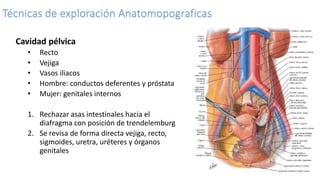 Técnicas de exploración Anatomopograficas
Cavidad pélvica
• Recto
• Vejiga
• Vasos iliacos
• Hombre: conductos deferentes y próstata
• Mujer: genitales internos
1. Rechazar asas intestinales hacia el
diafragma con posición de trendelemburg
2. Se revisa de forma directa vejiga, recto,
sigmoides, uretra, uréteres y órganos
genitales
 