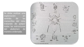 Se debe realizar una
exploración en
sentido de las
manecillas del reloj
tratando de palpar
todas las estructuras
del abdomen de
manera ordenada.
 