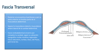 Fascia Transversal
• Posterior se encuentra el peritoneo y por su
parte anterior se localiza parte de la
musculatura abdominal.
• Separa la musculatura lateral y musculatura
antero lateral de la cavidad abdominal.
• Fascia endoabdominal encierra por
completo la cavidad, según su ubicación
topográfica recibe nombres regionales:
Fascia obturatriz, lumbar, iliaca, del Psoas,
perirrenal etc.
 