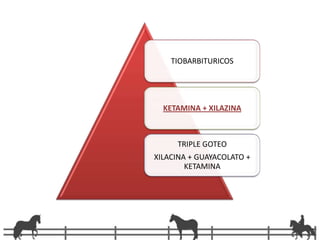 10-20 min + GuayacolatoMantenimientoTiopental 7-8 mg/Kg