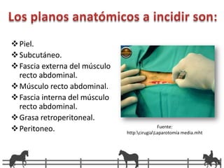 Ritmo de infusión de 2 ml/Kg/hora