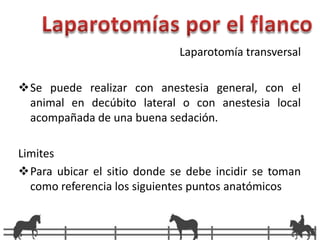 	Debe realizarse con anestesia general, con el animal en decúbito dorsalFuente: http://www.centroecuestrepinteno.com/Castracion.jpg