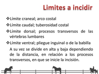 Los planos anatómicos a incidir son: Piel 