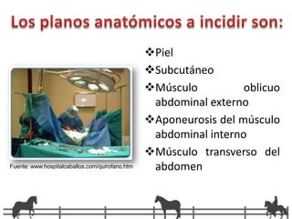 Sutura o diéresis se realiza en tres planos	Subcutáneo: material absorvible, y se realiza una sutura continua. 	Piel: se realizan puntos simples o “u” horizontal con material no absorbible. La sutura de los últimos dos planos debe ser realizada con la finalidad de aproximar los bordes de la herida para facilitar la cicatrización, el primer plano es el que va a tener que soportar las fuerzas de tensión. 