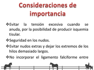 Fascia externa del músculo recto abdominal. 