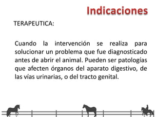 Indicaciones   TERAPEUTICA: Cuando la intervención se realiza para solucionar un problema que fue diagnosticado antes de abrir el animal. Pueden ser patologías que afecten órganos del aparato digestivo, de las vías urinarias, o del tracto genital.