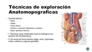  Cavidad pélvica
 Recto
 Vejiga
 Vasos iliacos
 Hombre: conductos deferentes y próstata
 Mujer: genitales internos
 1. Rechazar asas intestinales hacia el diafragma con
posición de trendelemburg
 2. Se revisa de forma directa vejiga, recto, sigmoides,
uretra, uréteres y órganos genitales
 