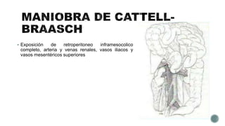  Exposición de retroperitoneo inframesocolico
completo, arteria y venas renales, vasos iliacos y
vasos mesentéricos superiores
 