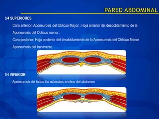 3/4 SUPERIORES
    Cara anterior: Aponeurosis del Oblicuo Mayor , Hoja anterior del desdoblamiento de la
    Aponeurosis del Oblicuo menor .
    Cara posterior: Hoja posterior del desdoblamiento de la Aponeurosis del Oblicuo Menor
    Aponeurosis del transverso.




1/4 INFERIOR
    Aponeurosis de todos los músculos anchos del abdomen
 