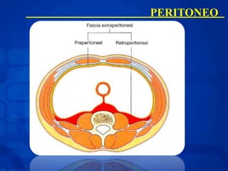 PERITONEO
 