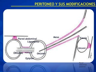 PERITONEO Y SUS MODIFICACIONES




                              Meso        Fascia
  Pared abdominal
          Ligamento

                                         ÓRGANO

ÓRGANO   PEDÍCULO
                     ÓRGANO

         Epiplón
                                          Pared
                                          abdominal
                                          posterior
 