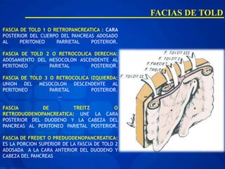 FACIAS DE TOLD
FASCIA DE TOLD 1 O RETROPANCREATICA : CARA
POSTERIOR DEL CUERPO DEL PANCREAS ADOSADO
AL     PERITONEO    PARRIETAL   POSTERIOR.

FASCIA DE TOLD 2 O RETROCOLICA DERECHA:
ADOSAMIENTO DEL MESOCOLON ASCENDENTE AL
PERITONEO       PARIETAL      POSTERIOR.

FASCIA DE TOLD 3 O RETROCOLICA IZQUIERDA:
UNION DEL MESOCOLON DESCENDENTE AL
PERITONEO        PARIETAL      POSTERIOR.
                     ..

FASCIA        DE        TREITZ         O
RETRODUODENOPANCREATICA: UNE LA CARA
POSTERIOR DEL DUODENO Y LA CABEZA DEL
PANCREAS AL PERITONEO PARIETAL POSTERIOR.

FASCIA DE FREDET O PREDUODENOPANCREATICA:
ES LA PORCION SUPERIOR DE LA FASCIA DE TOLD 2
ADOSADA A LA CARA ANTERIOR DEL DUODENO Y
CABEZA DEL PANCREAS
 