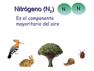 Nitrógeno (N 2 ) Es el componente mayoritario del aire Los seres vivos lo necesitan para formar sus proteínas. N N 