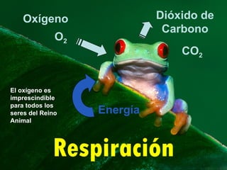 Respiración Dióxido de Carbono Oxígeno O 2 CO 2 Energía El oxígeno es imprescindible para todos los seres del Reino Animal 