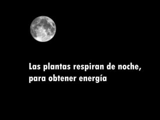 Las plantas respiran de noche, para obtener energía 
