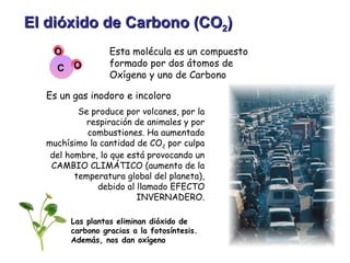 El dióxido de Carbono (CO 2 ) Esta molécula es un compuesto formado por dos átomos de Oxígeno y uno de Carbono C O O Se produce por volcanes, por la respiración de animales y por combustiones. Ha aumentado muchísimo la cantidad de CO 2  por culpa del hombre, lo que está provocando un CAMBIO CLIMÁTICO (aumento de la temperatura global del planeta), debido al llamado EFECTO INVERNADERO. Es un gas inodoro e incoloro Las plantas eliminan dióxido de carbono gracias a la fotosíntesis. Además, nos dan oxígeno 