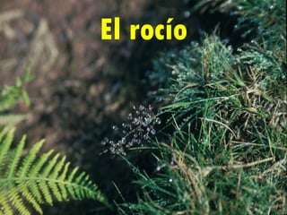 El rocío 