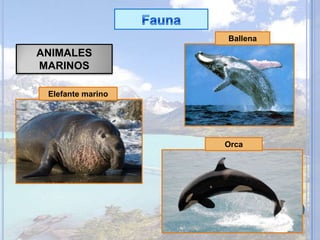 Ballena
ANIMALES
MARINOS
Elefante marino
Orca
