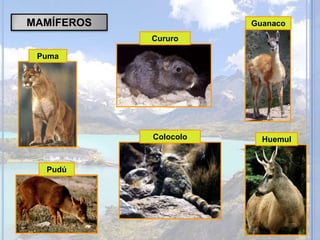 MAMÍFEROS
Guanaco
Cururo
Puma
Colocolo
Pudú
Huemul