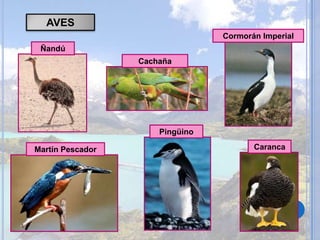 AVES
Cormorán Imperial
Ñandú
Cachaña
Pingüino
Martín Pescador
Caranca