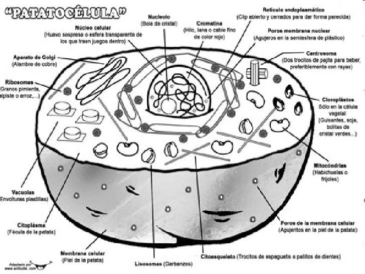 La Patatocelula