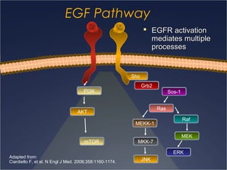 Lapatinib Mechanism Of Action