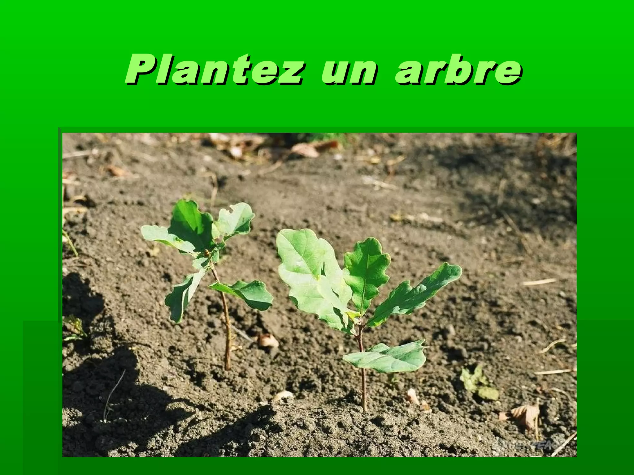 PPlantez un arbrelantez un arbre
