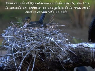 Pero cuando el Rey observó cuidadosamente, vio tras
la cascada un arbusto en una grieta de la roca, en el
cual se encontraba un nido.
 