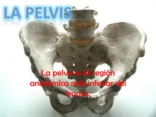 LA PELVIS


     La pelvis es la región
   anatómica más inferior del
           tronco.
 