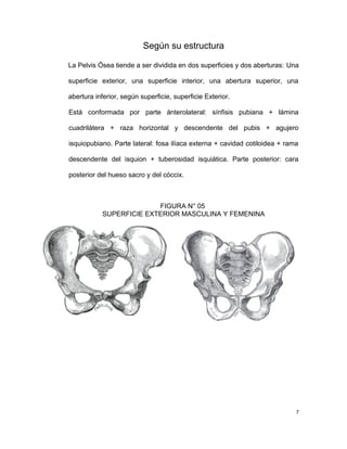 Según su estructura
La Pelvis Ósea tiende a ser dividida en dos superficies y dos aberturas: Una
superficie exterior, una superficie interior, una abertura superior, una
abertura inferior, según superficie, superficie Exterior.
Está conformada por parte ánterolateral: sínfisis pubiana + lámina
cuadrilátera + raza horizontal y descendente del pubis + agujero
isquiopubiano. Parte lateral: fosa ilíaca externa + cavidad cotiloidea + rama
descendente del isquion + tuberosidad isquiática. Parte posterior: cara
posterior del hueso sacro y del cóccix.
FIGURA N° 05
SUPERFICIE EXTERIOR MASCULINA Y FEMENINA
7
 