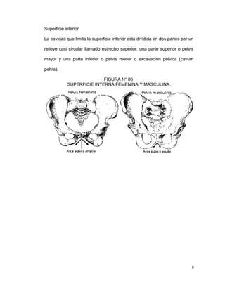 Superficie interior
La cavidad que limita la superficie interior está dividida en dos partes por un
relieve casi circular llamado estrecho superior: una parte superior o pelvis
mayor y una parte inferior o pelvis menor o excavación pélvica (cavum
pelvis).
FIGURA N° 06
SUPERFICIE INTERNA FEMENINA Y MASCULINA.
8
 