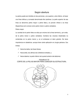 Según abertura
La pelvis puede ser dividida en dos porciones, una superior y otra inferior, al trazar
una línea oblicua y curveada denominada ilion pectinea. La parte superior de esa
línea se denomina pelvis mayor o pelvis falsa y la porción inferior a la línea
illiopectínea se le conoce como pelvis menor o pelvis verdadera.
Pelvis mayor.
La cavidad de la pelvis falsa se sitúa por encima de la línea terminal y, por ende,
de la pelvis menor o pelvis verdadera. Contiene las vísceras intestinales no
contenidas en la pelvis menor y, en el embarazo al útero grávido. No tiene
importancia en obstetricia, aunque tiene cierta aplicación en cirugía pelviana. Sus
límites:
 Hacia los lados, las fosas ilíacas;
 Hacia atrás, las últimas dos vértebras lumbales; y
 Hacia delante, la parte inferior de la pared anterior del abdomen.
FIGURA N° 07
CORTE DE LA PELVIS MAYOR PARA CONOCER SU ESTRUCTURA.
9
 