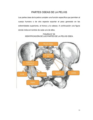 PARTES OSEAS DE LA PELVIS
Las partes ósea de la pelvis cumplen una función específica que permiten al
cuerpo humano o de otra especie soportar el peso generado en las
extremidades superiores, el tronco y la cabeza. A continuación una figura
donde indica el nombre de cada uno de ellos.
FIGURA N° 09
IDENTIFICACIÓN DE LAS PARTES DE LA PELVIS OSEA.
11
 