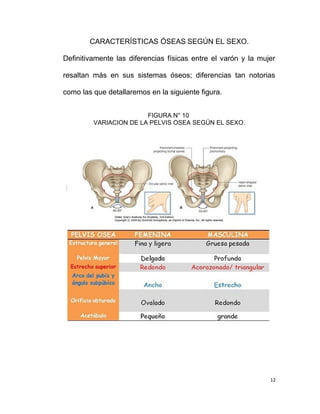 CARACTERÍSTICAS ÓSEAS SEGÚN EL SEXO.
Definitivamente las diferencias físicas entre el varón y la mujer
resaltan más en sus sistemas óseos; diferencias tan notorias
como las que detallaremos en la siguiente figura.
FIGURA N° 10
VARIACION DE LA PELVIS OSEA SEGÚN EL SEXO.
12
 