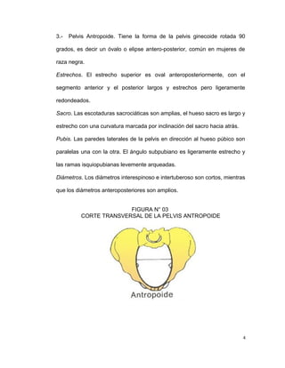 3.- Pelvis Antropoide. Tiene la forma de la pelvis ginecoide rotada 90
grados, es decir un óvalo o elipse antero-posterior, común en mujeres de
raza negra.
Estrechos. El estrecho superior es oval anteroposteriormente, con el
segmento anterior y el posterior largos y estrechos pero ligeramente
redondeados.
Sacro. Las escotaduras sacrociáticas son amplias, el hueso sacro es largo y
estrecho con una curvatura marcada por inclinación del sacro hacia atrás.
Pubis. Las paredes laterales de la pelvis en dirección al hueso púbico son
paralelas una con la otra. El ángulo subpubiano es ligeramente estrecho y
las ramas isquiopubianas levemente arqueadas.
Diámetros. Los diámetros interespinoso e intertuberoso son cortos, mientras
que los diámetros anteroposteriores son amplios.
FIGURA N° 03
CORTE TRANSVERSAL DE LA PELVIS ANTROPOIDE
4
 