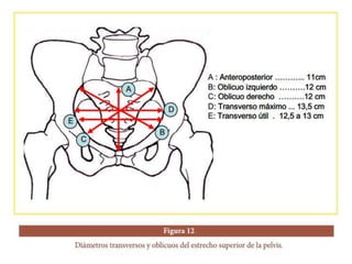 La pelvis | PPTX
