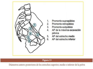 La pelvis | PPTX