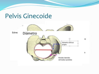 La pelvis | PPTX