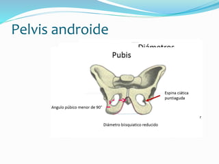 La pelvis | PPTX